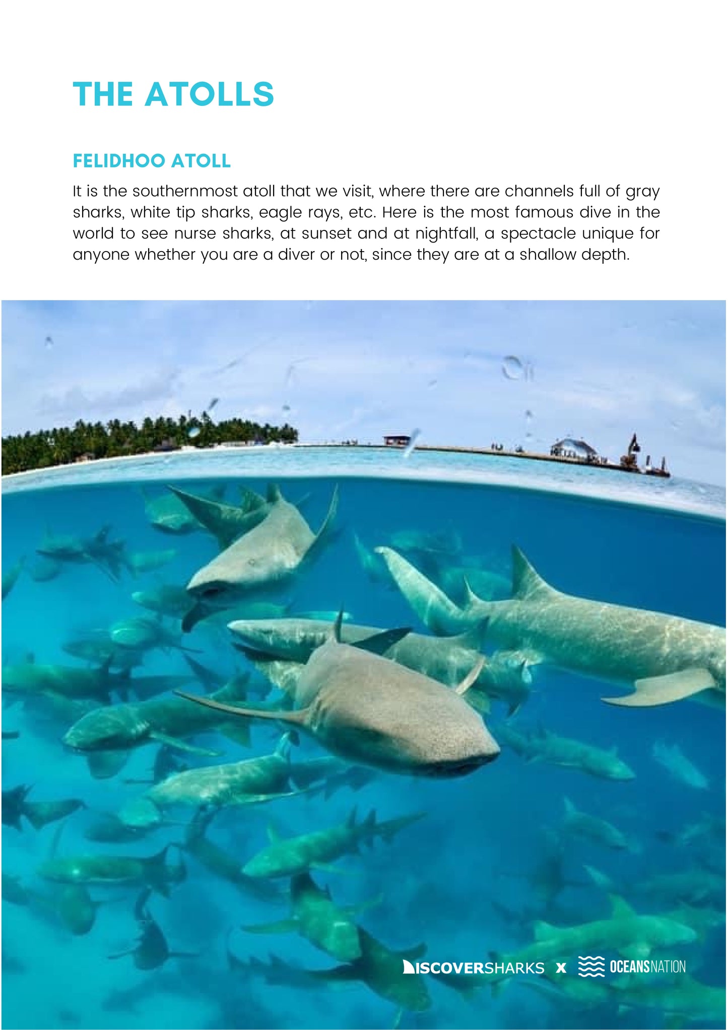 Maldives Sharks & Mantas Liveaboard