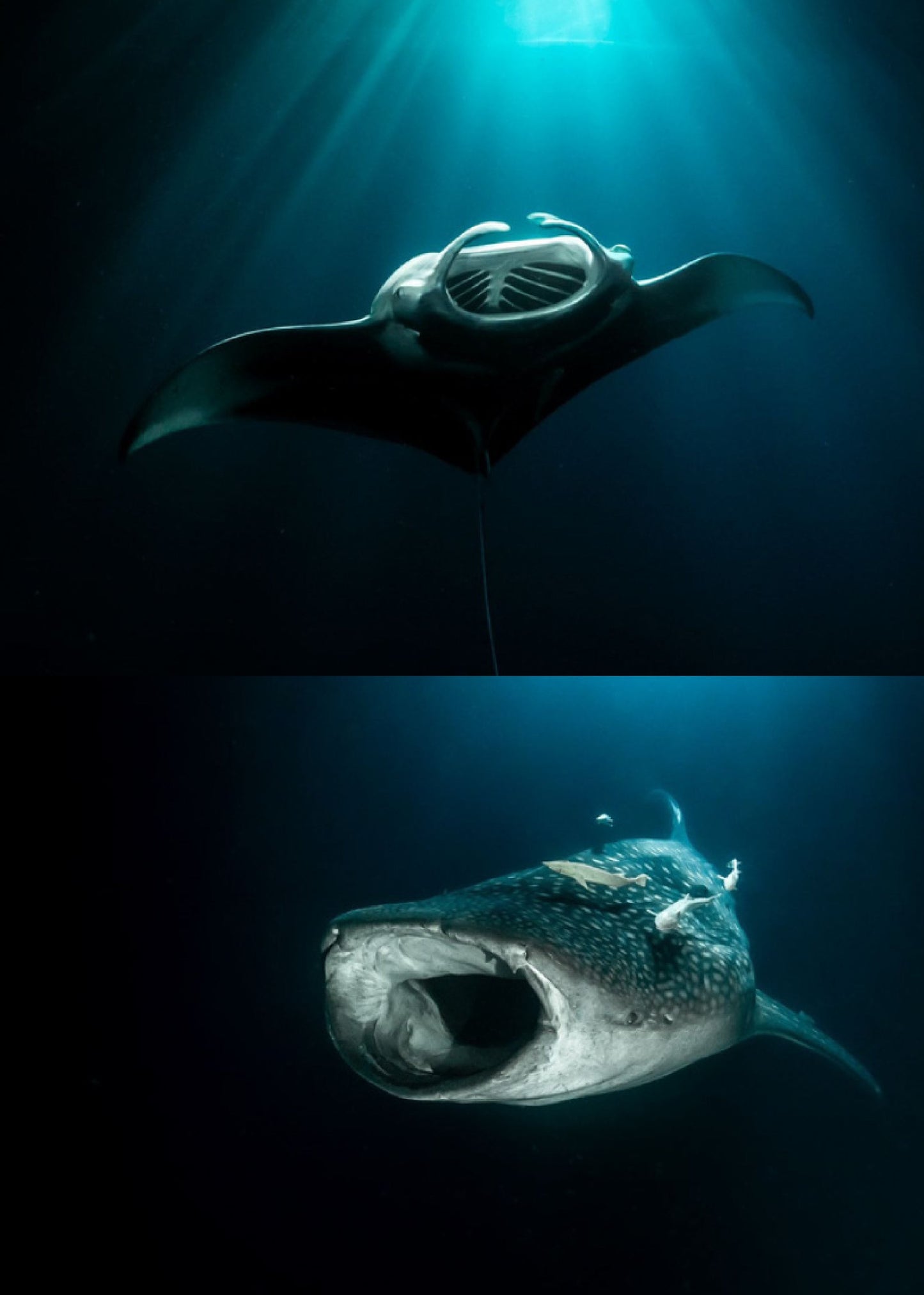 Maldives Sharks & Mantas Liveaboard