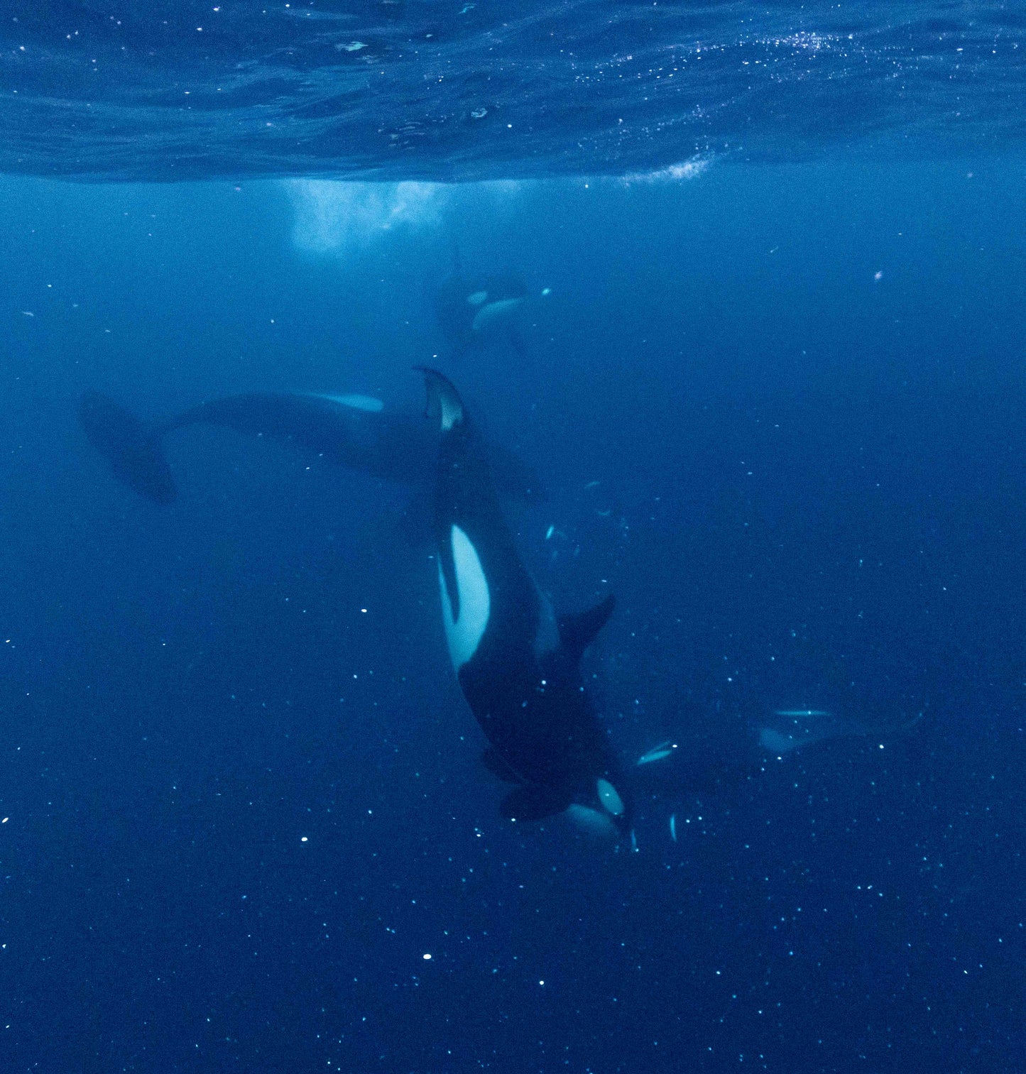 Orcas & Whales in the Arctic Expedition / Norway 2026