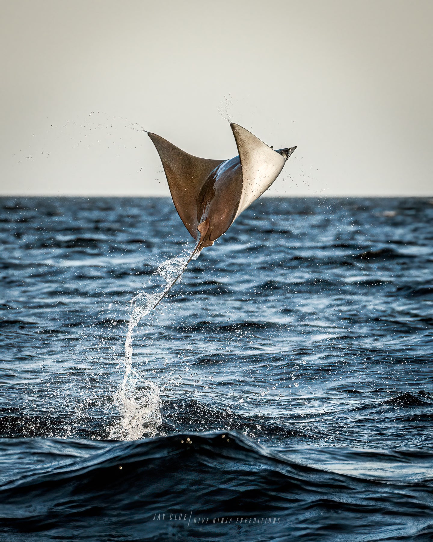 Mobula Ray Migration Expedition