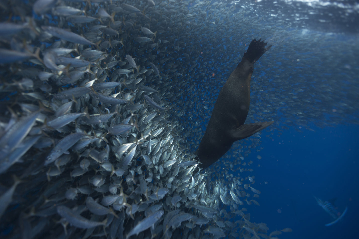 Magdalena Bay Sardine Run Expedition / Mexico