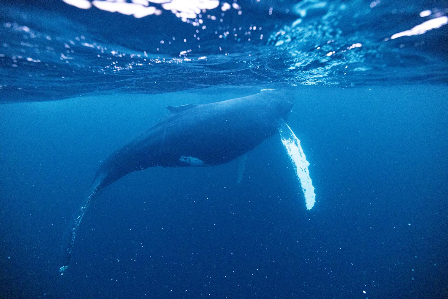 Orcas & Whales in the Arctic Expedition / Norway 2026