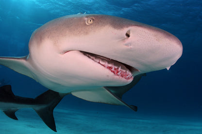 Bahamas Tiger Shark & Great Hammerhead Expedition