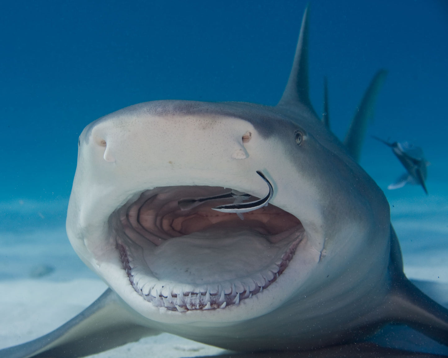 Bahamas Tiger Shark & Great Hammerhead Expedition