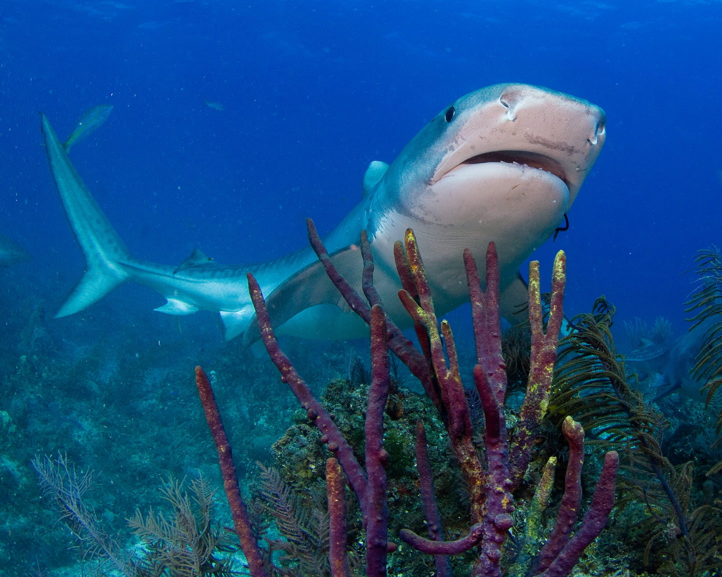 Bahamas Tiger Shark & Great Hammerhead Expedition