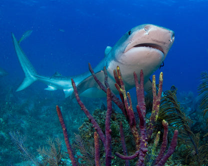 Bahamas Tiger Shark & Great Hammerhead Expedition