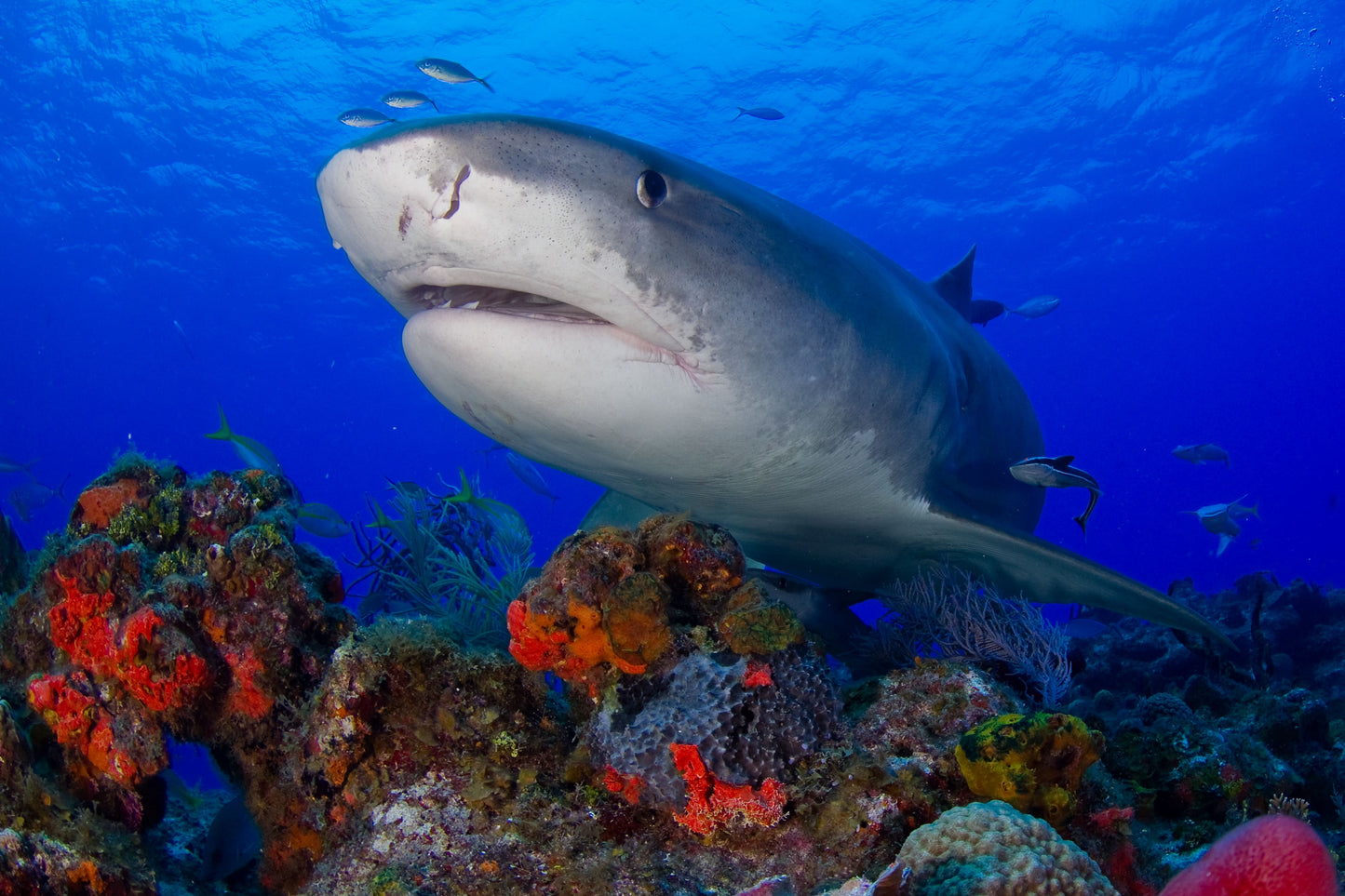 Bahamas Tiger Shark & Great Hammerhead Expedition
