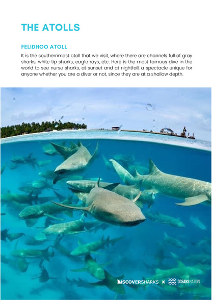 Maldives Sharks & Mantas Liveaboard