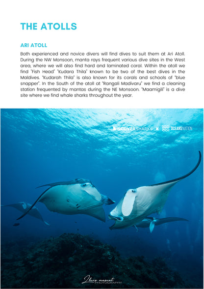 Maldives Sharks & Mantas Liveaboard