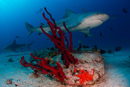Bahamas Tiger Shark & Great Hammerhead Expedition
