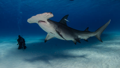 Bahamas Tiger Shark & Great Hammerhead Expedition
