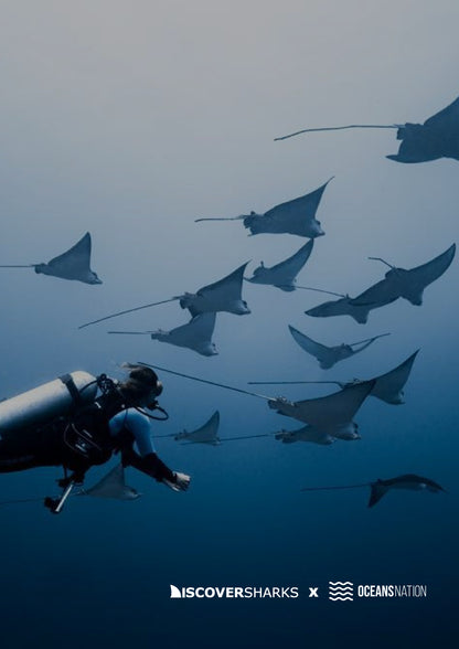 Maldives Sharks & Mantas Liveaboard