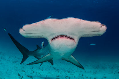 Bahamas Tiger Shark & Great Hammerhead Expedition