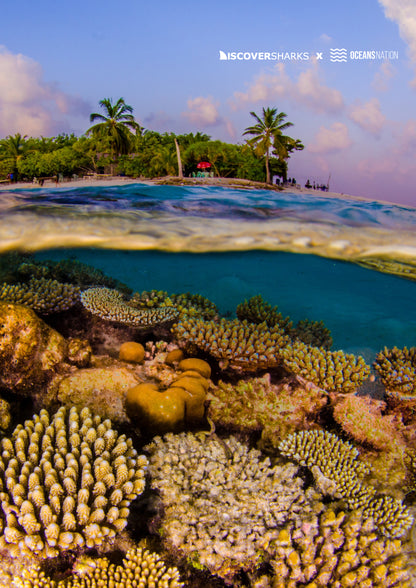 Maldives Sharks & Mantas Liveaboard