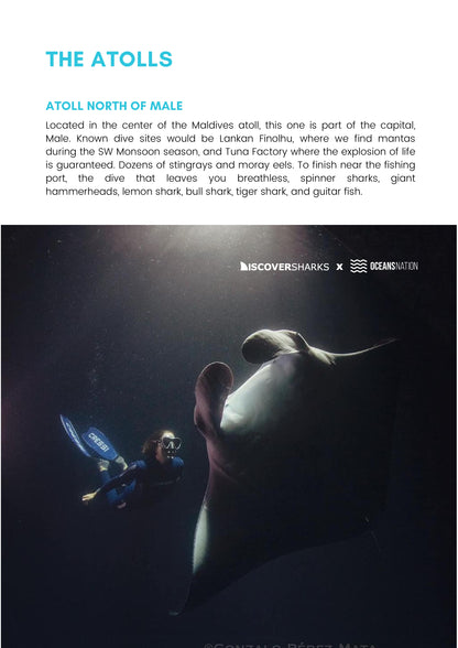 Maldives Sharks & Mantas Liveaboard