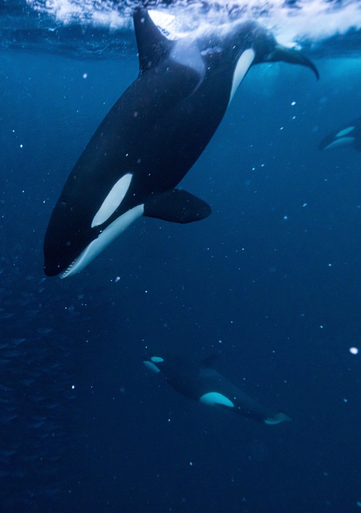 Orcas & Whales in the Arctic Expedition / Norway 2026