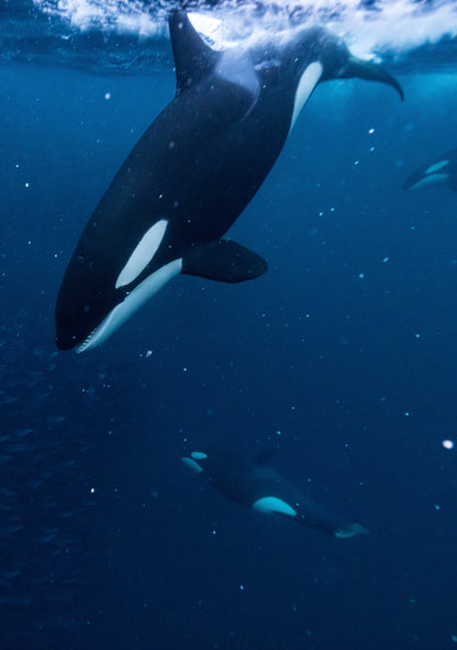 Orcas & Whales in the Arctic Expedition / Norway 2026