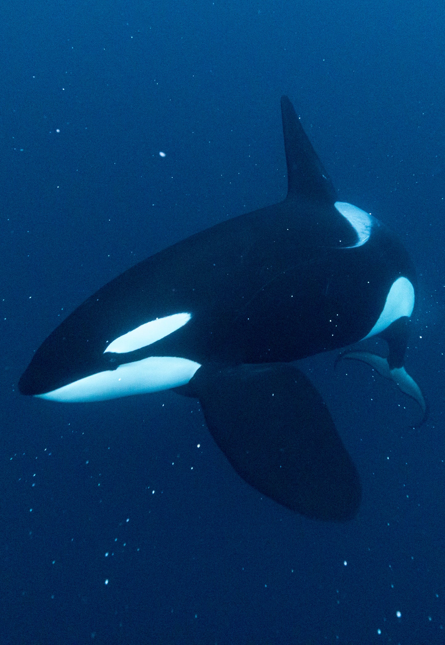 Orcas & Whales in the Arctic Expedition / Norway 2026