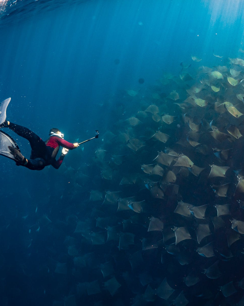 Mobula Ray Migration Expedition