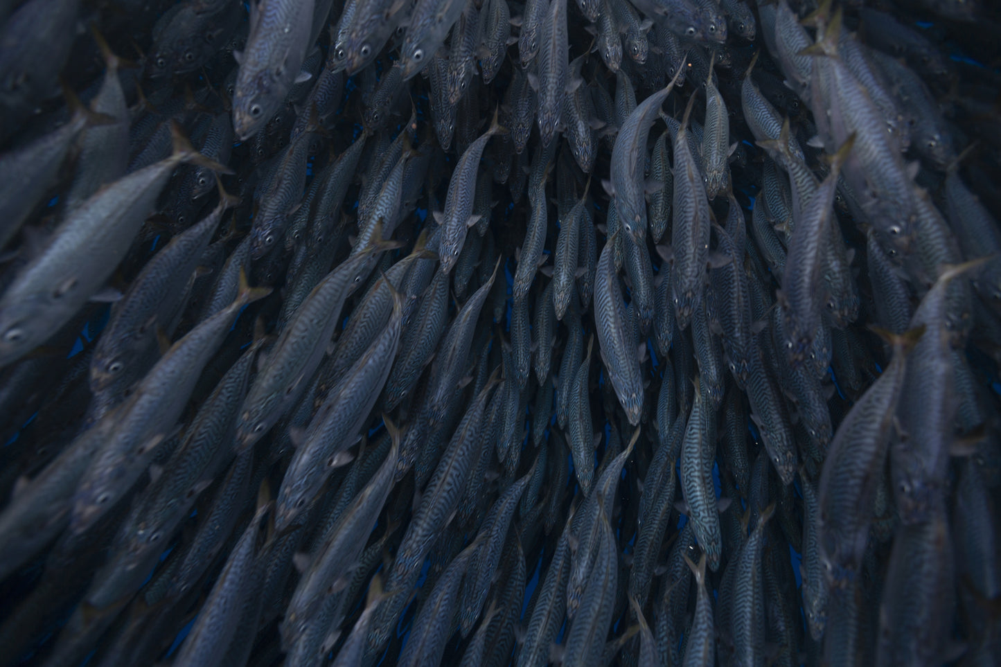 Magdalena Bay Sardine Run Expedition / Mexico