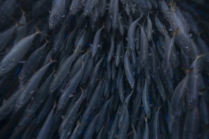 Magdalena Bay Sardine Run Expedition / Mexico
