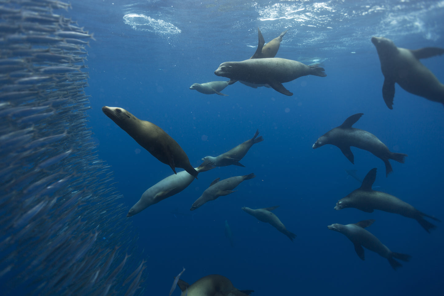 Magdalena Bay Sardine Run Expedition / Mexico