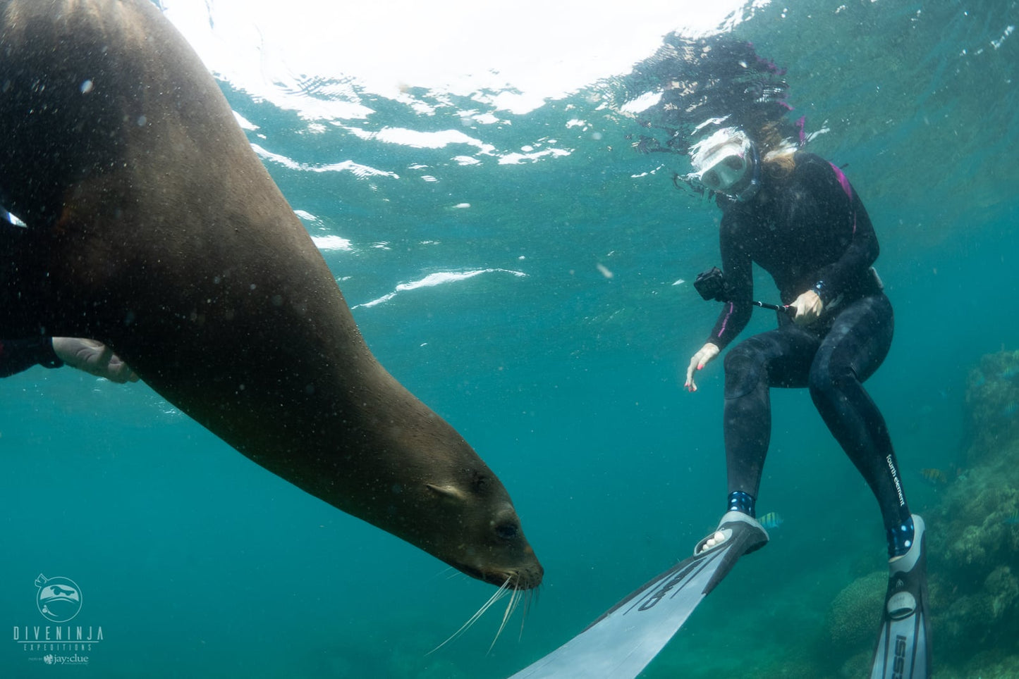 Gentle Giants Expedition - Baja California, Mexico