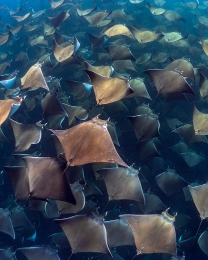 Mobula Ray Migration Expedition