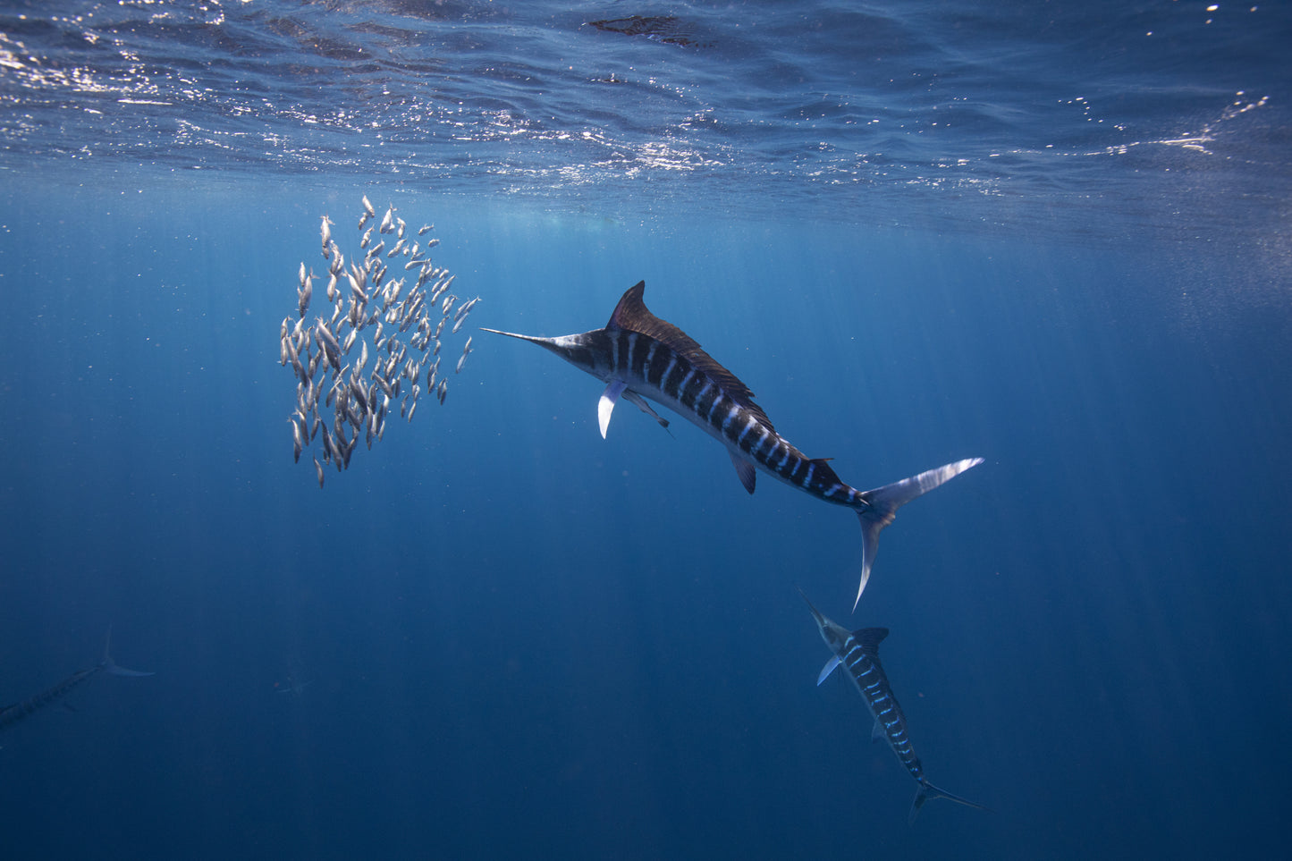 Magdalena Bay Sardine Run Expedition / Mexico