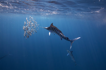 Magdalena Bay Sardine Run Expedition / Mexico