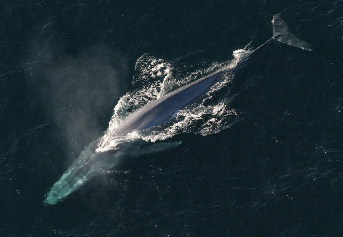 Gentle Giants Expedition - Baja California, Mexico