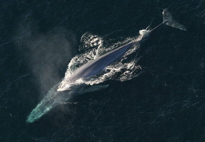 Gentle Giants Expedition - Baja California, Mexico