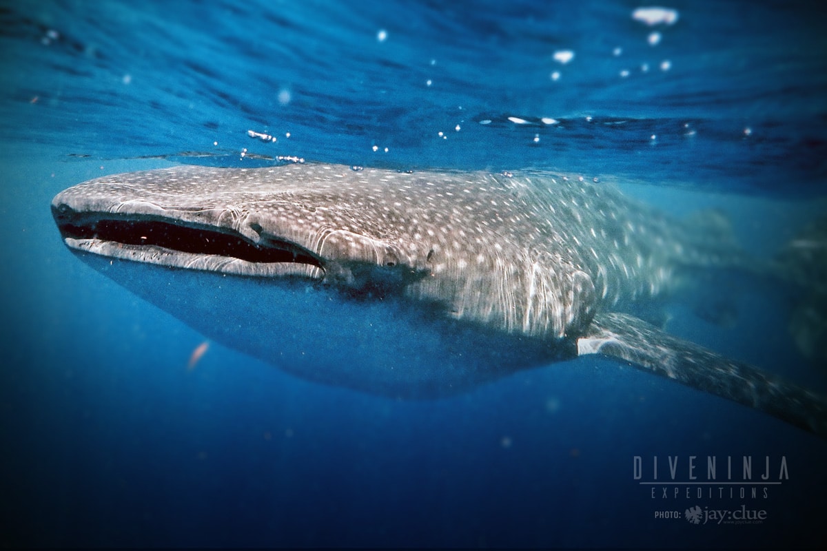 Gentle Giants Expedition - Baja California, Mexico