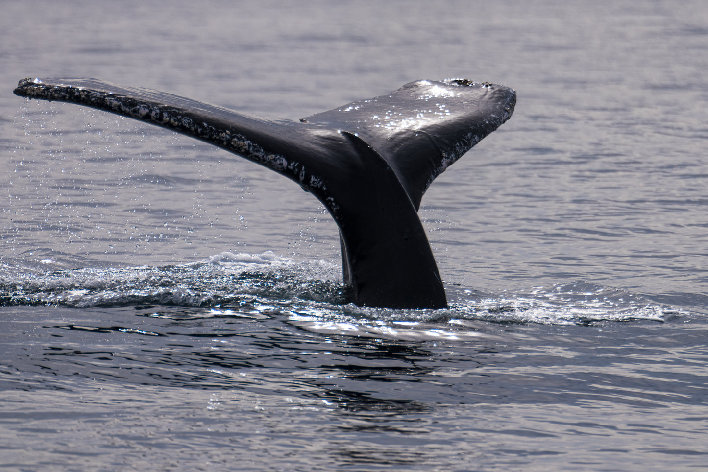 Gentle Giants Expedition - Baja California, Mexico