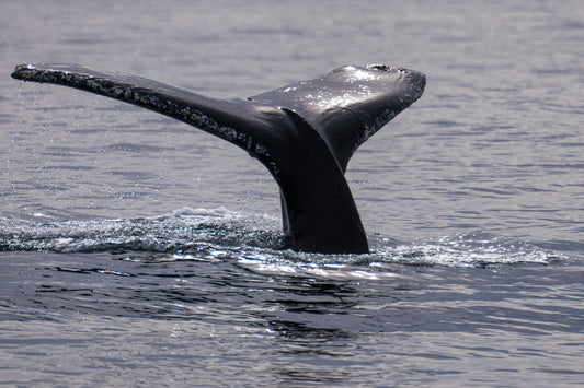 Gentle Giants Expedition - Baja California, Mexico