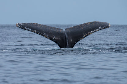 Gentle Giants Expedition - Baja California, Mexico