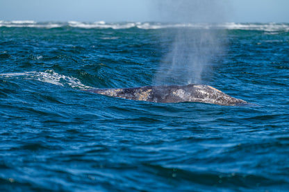Gentle Giants Expedition - Baja California, Mexico