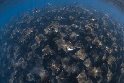 Magdalena Bay Sardine Run Expedition / Mexico