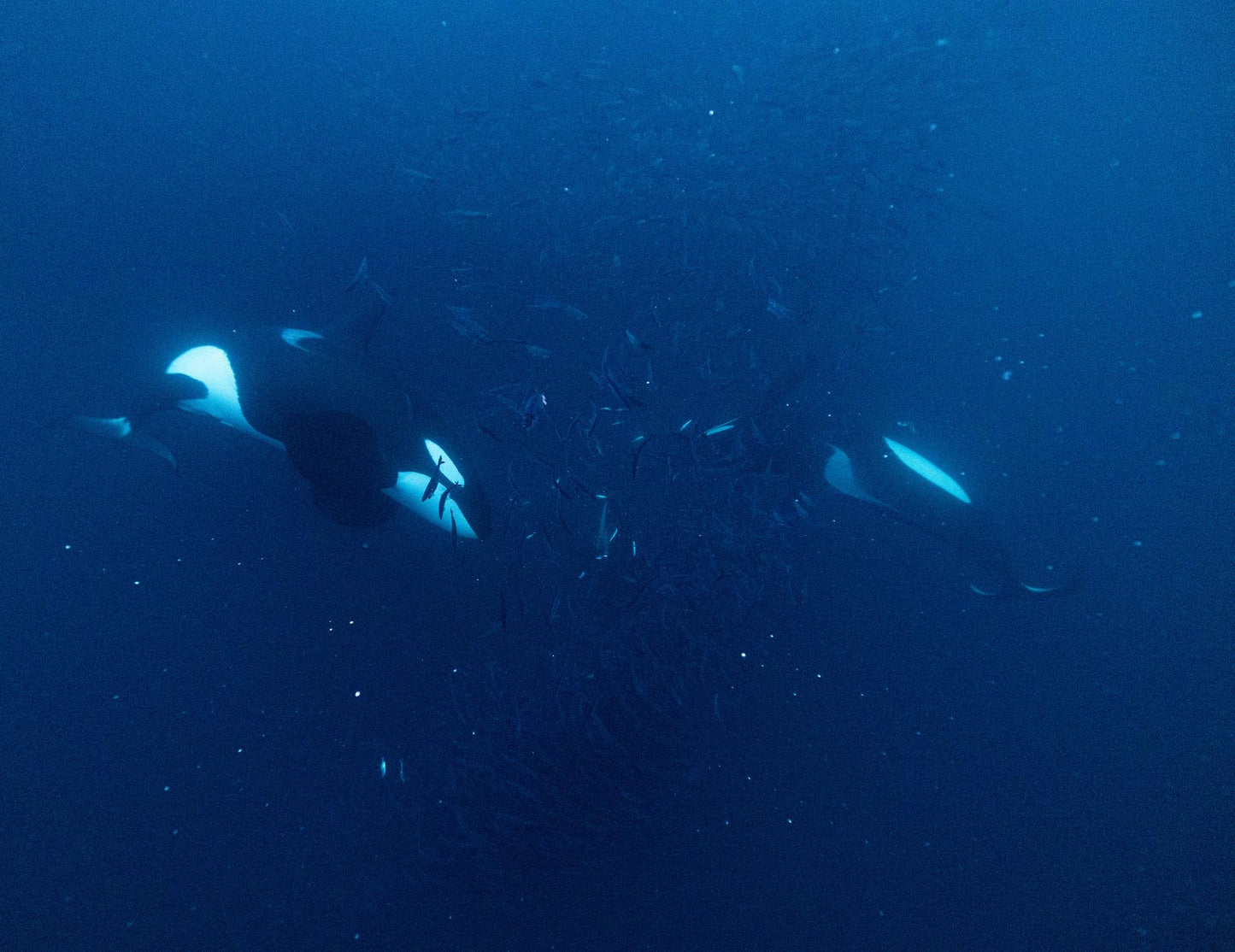 Orcas & Whales in the Arctic Expedition / Norway 2026