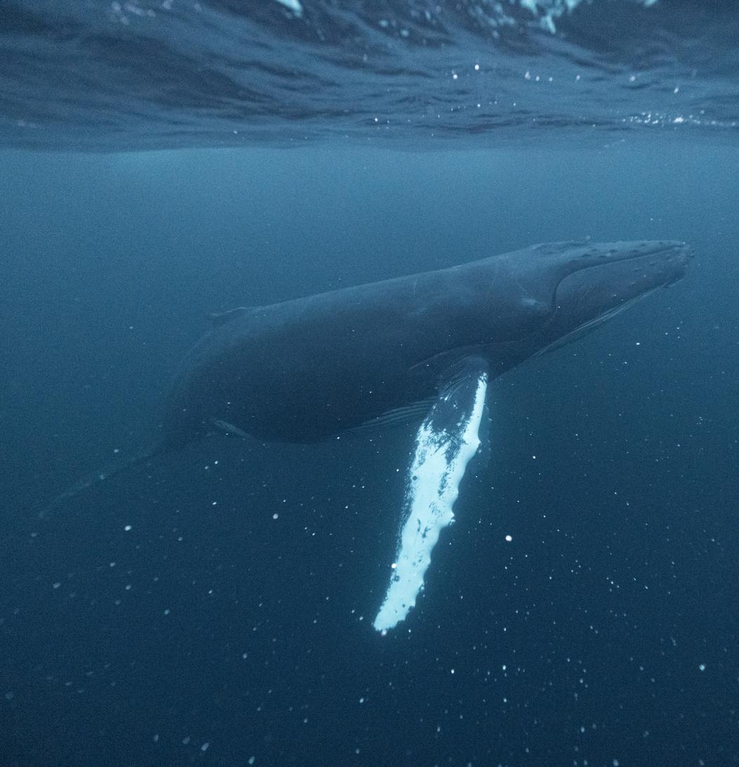 Orcas & Whales in the Arctic Expedition / Norway 2026