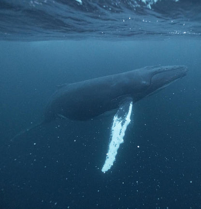 Orcas & Whales in the Arctic Expedition / Norway 2026