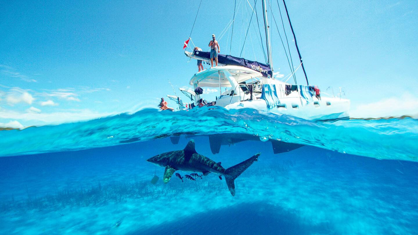 Tiger Shark & Great Hammerhead Expedition