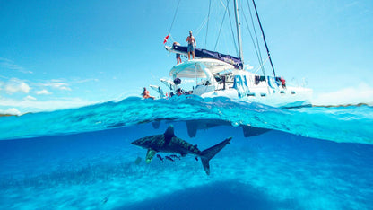 Tiger Shark & Great Hammerhead Expedition