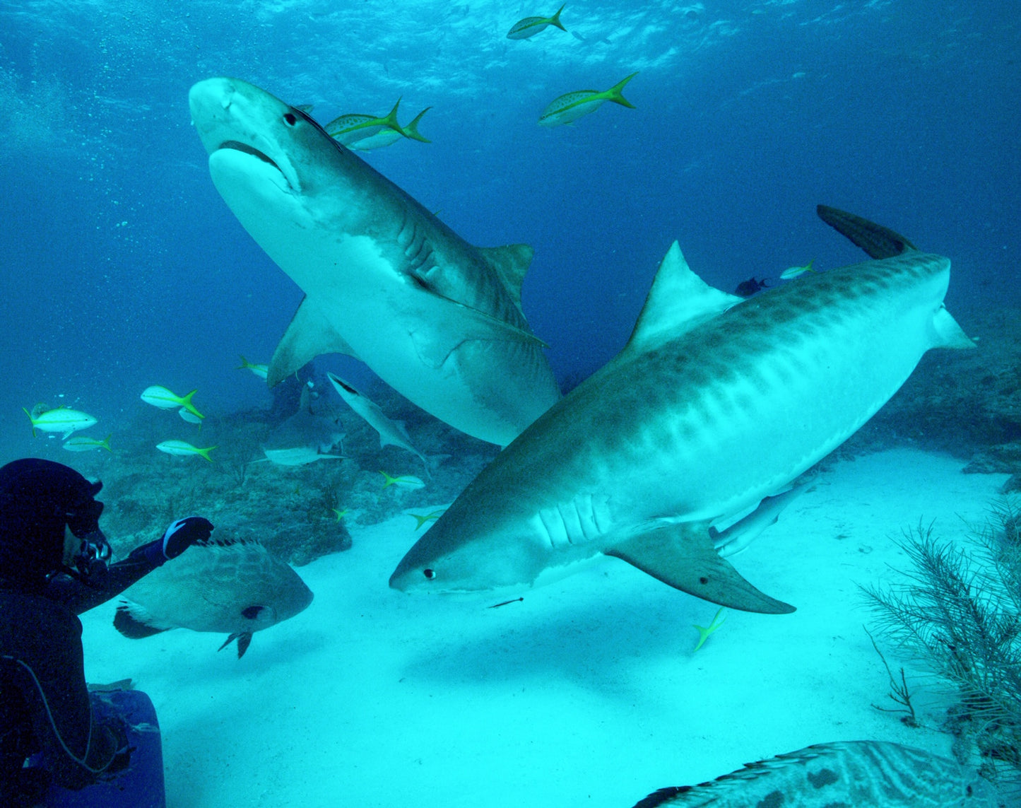 Tiger Shark & Great Hammerhead Expedition