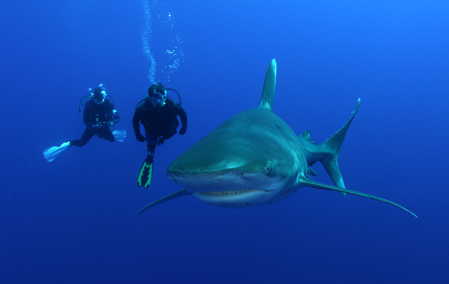 Tiger Shark & Great Hammerhead Expedition