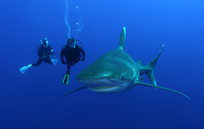 Tiger Shark & Great Hammerhead Expedition