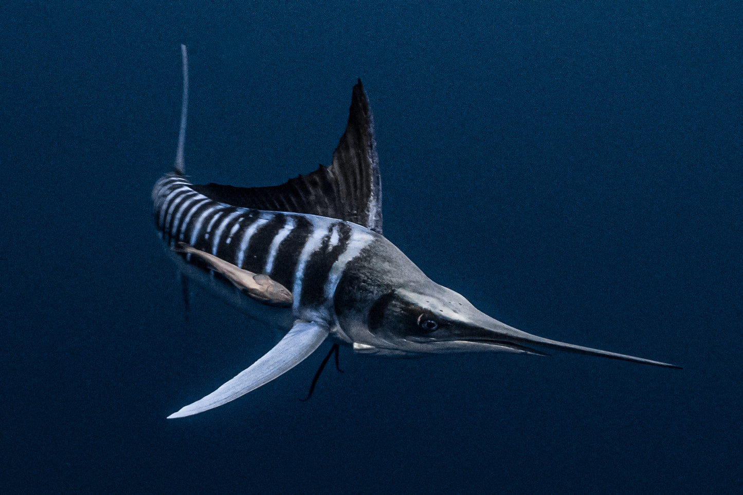 Magdalena Bay Sardine Run Expedition / Mexico
