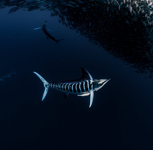 Magdalena Bay Sardine Run Expedition / Mexico