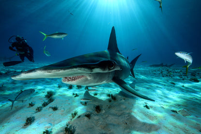 Tiger Shark & Great Hammerhead Expedition