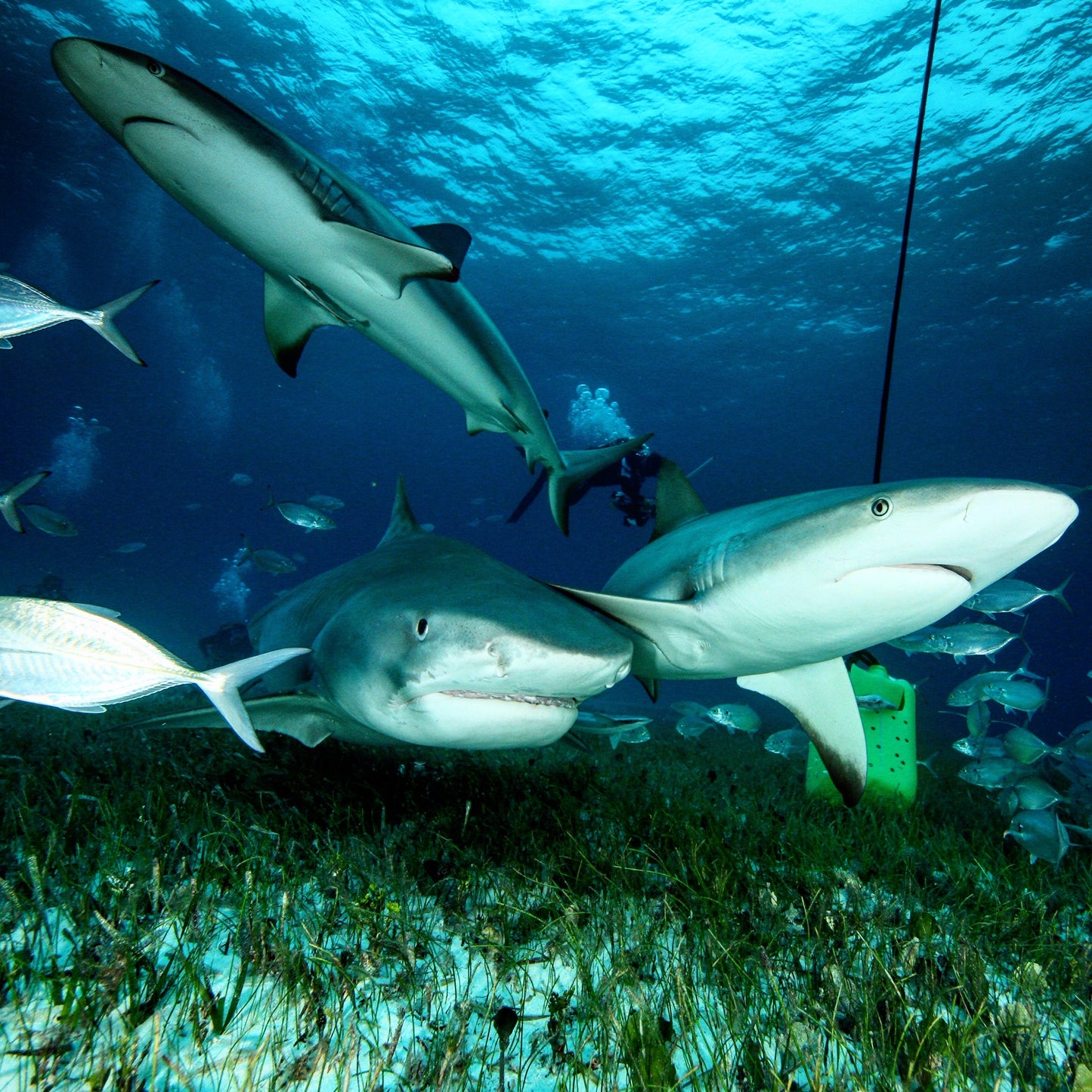 Tiger Shark & Great Hammerhead Expedition